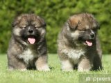 Kafkas Çoban Köpeği Yavruları: Dev Kürk Topları, Dev Sevgi!