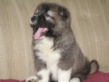 Kocaman Koruma Melekleri: Kafkas Çoban Köpeği Yavruları Evlerinizi Arıyor!
