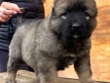 Kafkas Çoban Köpeği Yavruları: Büyük Boy, Büyük Sadakat!