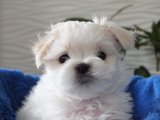 Maltese Terrier yavrumuzla kaliteli bir dostluk kurun