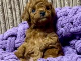 KIVIR KIVIR TOY POODLE YAVRULAR