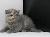 Skotis Kedileri: Sadık Dostlarınız Olmaya Hazır