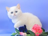 British Shorthair, Sevecen ve Enerjik Yavrular Uygun Fiyatlarla!