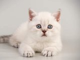 British Shorthair Cinsi, Sevecen ve Oyuncu Yavrular Uygun Fiyatlarla!