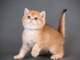 Uygun Fiyata British Shorthair Kedileri!