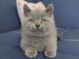 British Shorthair Kedileri İndirimli Fiyatlarla!