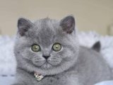 British Shorthair Kedileri Şimdi 600 TL'ye!
