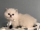 British Shorthair Kedi Fiyatları 600 TL'den Başlıyor!