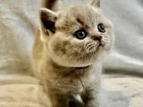 British Shorthair Kedileri Uygun Fiyatlarla, Sadece 600 TL!