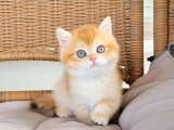 British Shorthair Yavruları 600 TL'den Başlayan Fiyatlarla Kaçmaz!