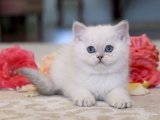 British Shorthair Yavru Kedileri Şimdi Sadece 600 TL!
