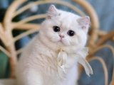 British Shorthair Yavruları 600 TL'ye İndirimli Fiyatlarla Satışta!