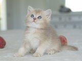 British Shorthair Kedileri Sadece 600 TL'ye Sahip Olun!