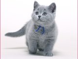 British Shorthair Yavru Kedileri Uygun Fiyatlarla, 600 TL'ye Sahip Olun!