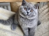 British Shorthair Kedileri 600 TL'ye, İndirimli Fiyatlarla!