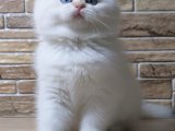 British Shorthair Yavru Kedileri 600 TL'den Satılık, Acele Edin!