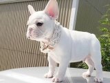 French Bulldog bebeğimiz uygun fiyata verilecek