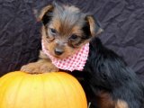 Yorkshire Terrier cinsi dişi yavrumuz uygun fiyatla satışta