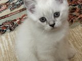 Color point shorthair