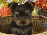 Oyun ve Sevgi Dolu Yorkshire Terrier Yavrular Satışta