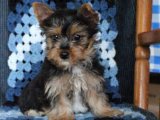 Sizi bekleyen Yorkshire Terrier yavrusuyla tanışın