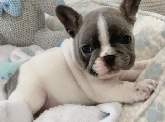 Sevgi dolu French Bulldog yavrumuz