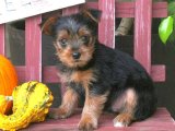 Efsanevi Yorkshire Terrier yavrusu sizleri bekliyor