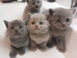2 aylık British shorthair yavrular