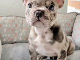 Yavru Sevgi Çiçekleri: French Bulldog Bahçesinde Açıyor