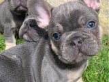 Sevimli Gökyüzü Yıldızları: French Bulldog Yavru Uzay Yolculuğu