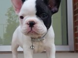 Sevgi Dolu Günbatımı: French Bulldog Yavru Manzarası