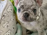 Yavru Dans Partisi: French Bulldog Yavru Ritimleri
