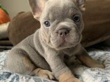 Yavru Aşkın İncileri: French Bulldog Yavru Mücevherleri