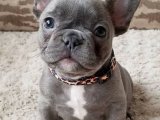 Sevgi Kokan Sabahlar: French Bulldog Yavru Günaydınları