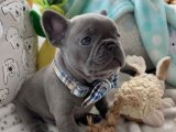 Yavru Güzellik Yarışması: French Bulldog Tacındaki Tacı