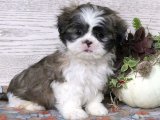 Uygun fiyata şahane Shih Tzu yavrumuz şimdi satışta