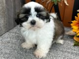 Sevgi Sıçramaları: Shih Tzu Yavru Su Sporları