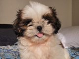 Yavru Lezzet Şöleni: Shih Tzu Gourmet Macerası