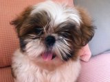 Sevgi Fırtınası: Shih Tzu Yavru Rüzgarı