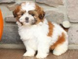 Yavru Şefler: Shih Tzu Mutfakta Sanat Yaratıyor