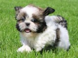 Sevgi Dolu Günbatımı: Shih Tzu Yavru Manzarası