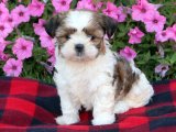 Yavru Aşkın Gücü: Shih Tzu Yavru Süper Kahramanlar