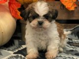 Minik Yıldızlar: Shih Tzu Yavru Gökyüzü Koleksiyonu