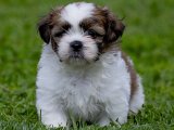 Sevgi İzleri: Shih Tzu Yavru Kalp Atışları