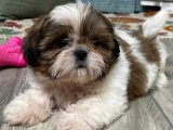 Sevimli Zaman Yolcusu: Shih Tzu Yavru Gezgin