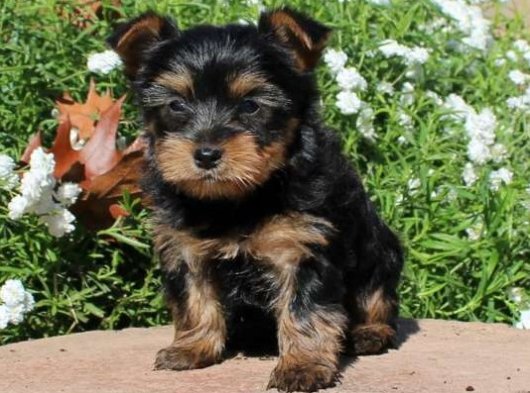 Yorkshire Terrier oğlumuz çok tatlı