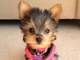 Yavru Şefler: Yorkshire Terrier Mutfakta Sanat Yaratıyor
