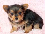 Minik Aşk Hikayeleri: Yorkshire Terrier Yavru Günlükleri