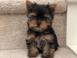 Sevimli Ahenk: Yorkshire Terrier Yavru Müzik Grubu