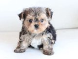 Minik Yıldızlar: Yorkshire Terrier Yavru Gökyüzü Koleksiyonu